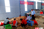 汝城：小黄姜香“飘”海外大市场