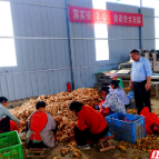 汝城：小黄姜香“飘”海外大市场