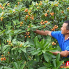 临武：枇杷甜蜜上市 采摘尝鲜正当时
