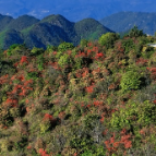 苏仙区：五盖山高山杜鹃盛开