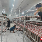 嘉禾普满乡：首批猪肚菇菌棒入棚 “小蘑菇”撑起致富伞