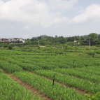 视频 | 北湖区华塘镇土坑下村：“公司 + 村集体 + 农户”联动模式助力乡村振兴