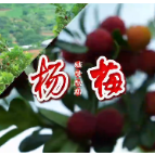 视频 | 宜章县玉溪镇水浸窝村的杨梅熟了！