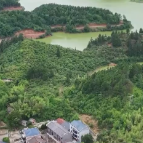 视频 | 苏仙区栖凤渡镇新民村：引进玉竹中药材 产业多元促振兴
