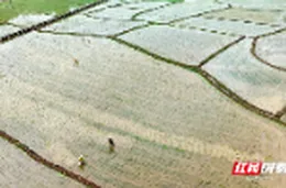 资兴：多插立夏秧 谷子收满仓