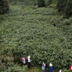 用一片“绿叶” 撬动亿元产业