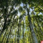 汝城县桥头村深化林改 绘就生态富民新图景