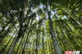 汝城县桥头村深化林改 绘就生态富民新图景