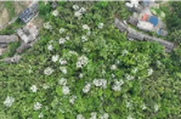 组图 | 宜章： 油桐花开  青山染“雪”