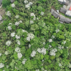 组图 | 宜章： 油桐花开  青山染“雪”