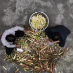 宜章莽山：苦笋扯出“甜”滋味