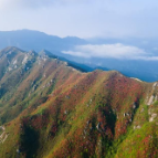 桂阳县扶苍山：高山花海秘境奇观引数万人奔赴