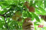 临武县黄皮山：2000亩红心桃“甜蜜”上市