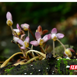 桂东：首次发现新物种——宽距兰