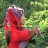 汝城：瑶乡金银花采摘忙