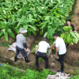 安仁：“三到位”助力烤烟产业提质增效