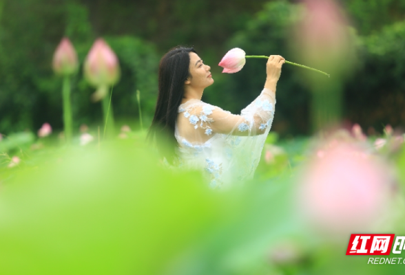 组图 | 桂阳：荷花悄然绽放 碧波荷叶绘就美好夏日画卷