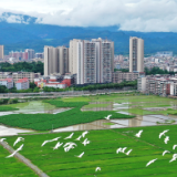组图 | 临武：生态环境好 白鹭翩翩飞