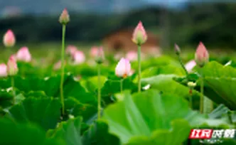 资兴：夏至将至荷花开
