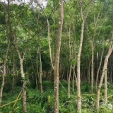 桂东青山：“四红”引领 业兴民富