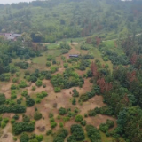 视频 | 苏仙区：百亩杨梅成熟 漫山红透正当采 