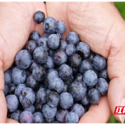临武水东：蓝莓甜蜜上市 开启“莓”好初夏