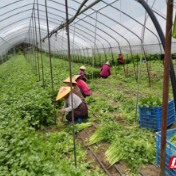 桂东普乐：以红润心绘就“一村一品”特色产业振兴长卷