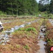 临武汾市山塘：百亩禁种田变生态致富园
