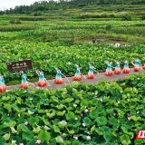 组图 | 嘉禾：荷塘旗袍秀 人文风景线	