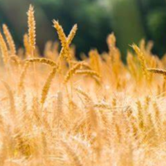 诗歌 | 芒种的雨