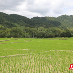 桂东：十八载春秋 用良田书写巾帼“稻”路