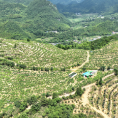 宜章县笆篱镇坦灵祠村：金银花开摘“金银”