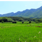 视频 | 苏仙区：爱心企业捐赠抽水泵 助力抗旱保丰收