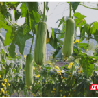 桂东：高山蔬菜产销两旺