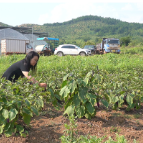 临武县：小菜园“蔬”送大民生
