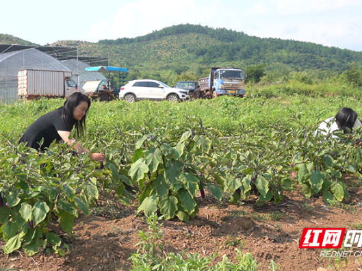 临武县：小菜园“蔬”送大民生