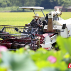 组图 | 资兴市唐洞街道：盛夏时节忙“双抢”