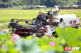 组图 | 资兴市唐洞街道：盛夏时节忙“双抢”