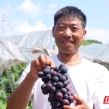 临武：夏日“萄”金 太和村葡萄园迎来采摘季