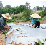 汝城：打造高山辣椒基地 带动群众就业增收