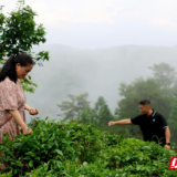 一片绿叶载红魂 一片金叶富乡邻 一片产业暖人心