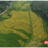 安仁县：因地制宜推良种 增产增效迎丰收