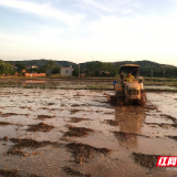 组图 | 桂阳县樟市镇：夏日插秧忙 “烟稻轮作”绘就丰收图景