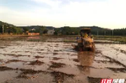 组图 | 桂阳县樟市镇：夏日插秧忙 “烟稻轮作”绘就丰收图景