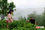 一片绿叶载红魂 一片金叶富乡邻 一片产业暖人心