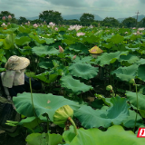 组图 | 资兴市唐洞街道：盛夏荷田“莲”动增收 湘莲产业绽放富民花