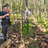 汝城林下经济“芝”点开花，共筑湘粤赣绿色产业带