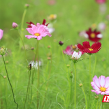 组图 | 桂阳：格桑花盛开 如画美景引客来