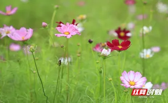 组图 | 桂阳：格桑花盛开 如画美景引客来