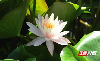 组图 | 宜章：睡莲“轻舞”夏成诗